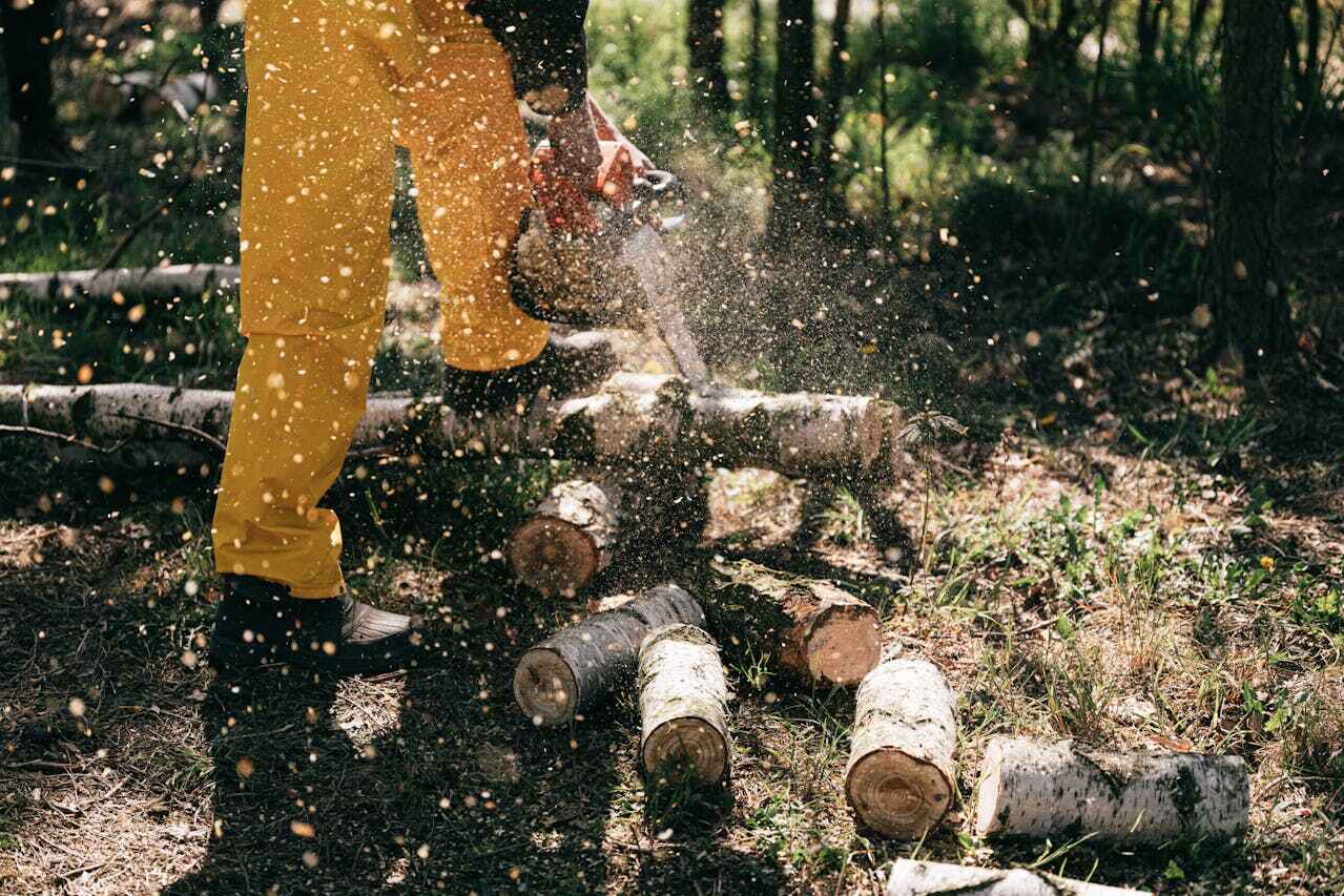 Dead Tree Removal